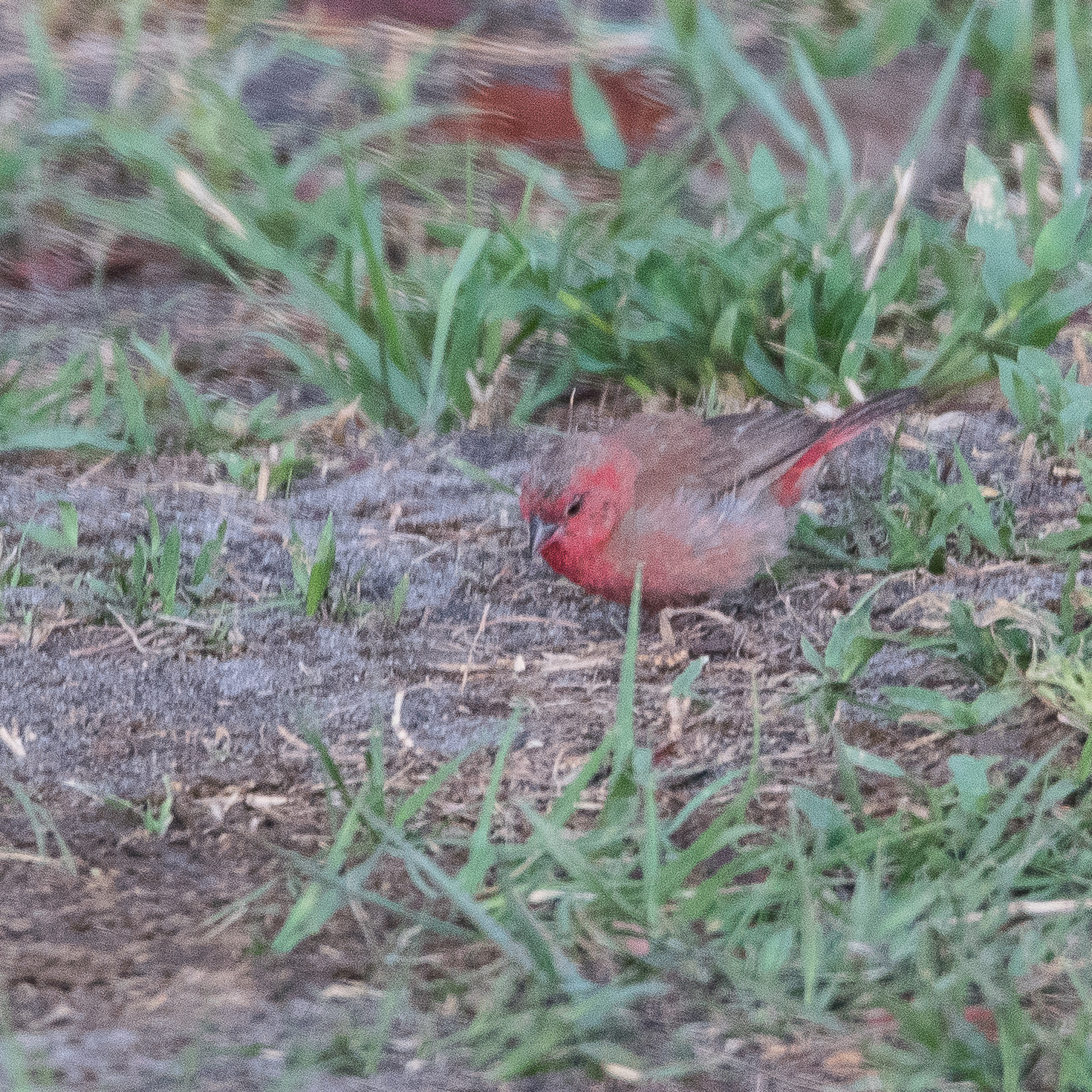 Amarante du Sénégal (Red-billed firefinch, Lagonosticta senegala)  mâle adulte atypique, Shinde, Delta de l'Okavango, Botswana.